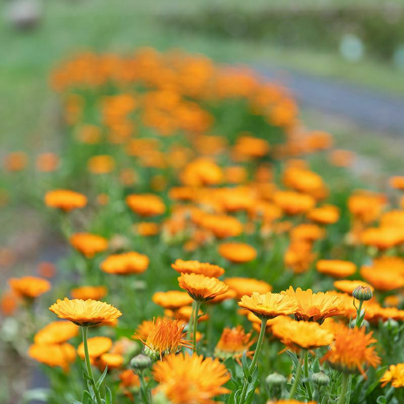 スキンケアセット]CA トライアルキット | ジュリーク公式サイト